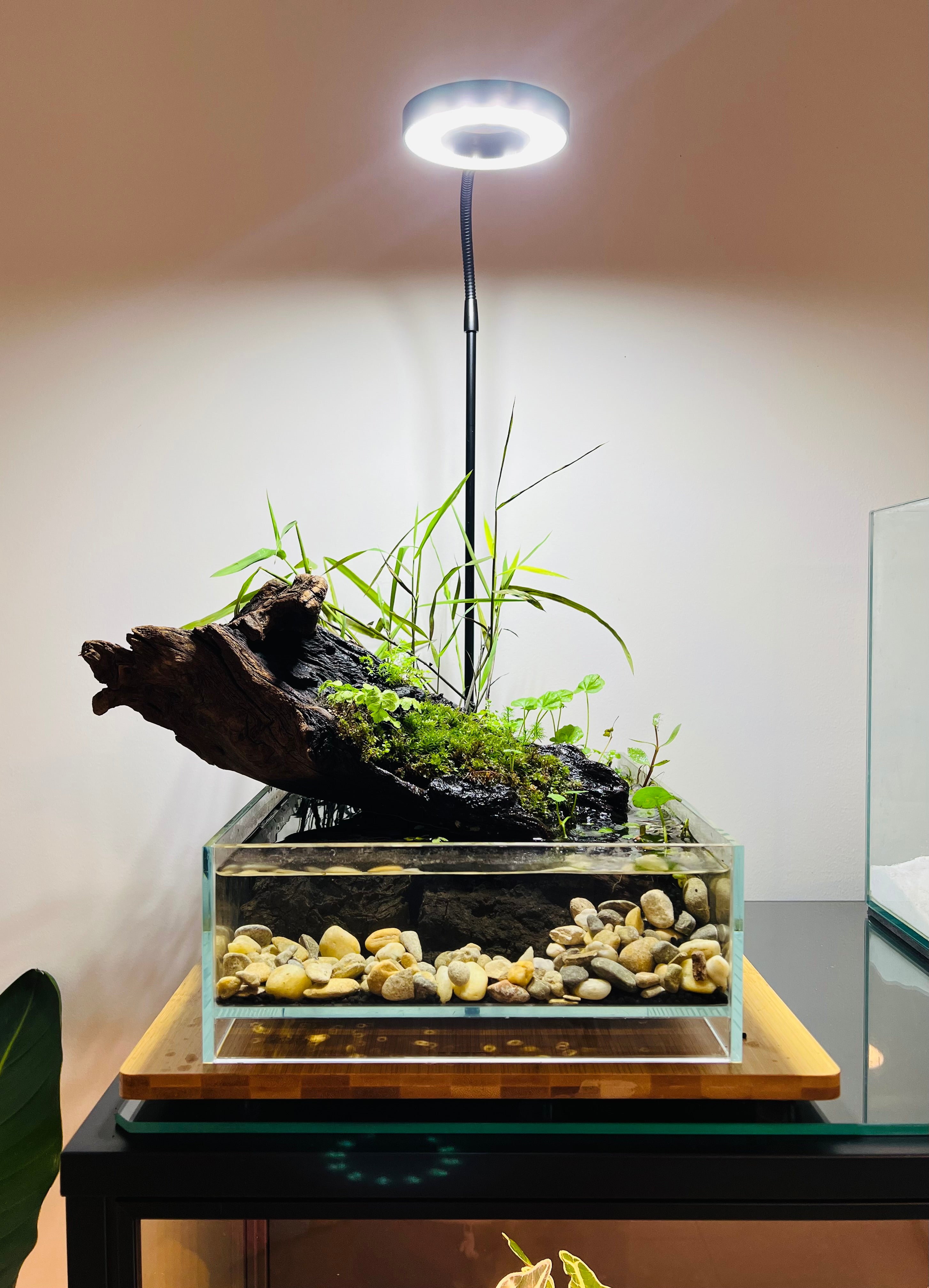 HIRO Aquatics Nano Shallow Rimless Tank, Two Size Options, for Wabikusa, Little Pond, Terra base & Nano Terrarium