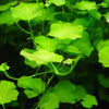 Cardamine Lyrata sp Vitnem, Japanese Cress, Chinese Ivy, Aquatic Plants, Terrarium Plants