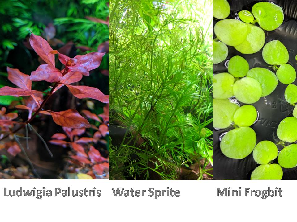 13 stems, 3 species live aquarium plants. Red Ludwigia+Water Sprite+Mini frogbit
