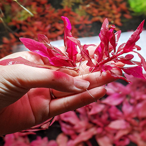How to Raise Red Plants or Make Red Plants “Red”?