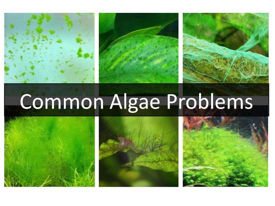 Common Algae Issue in Planted Tanks – HIRO Aquatics