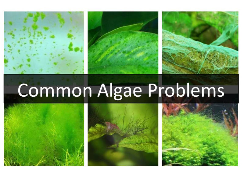 Common Algae Issue in Planted Tanks