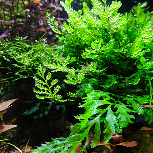 Aquatic Plant - African Water Fern