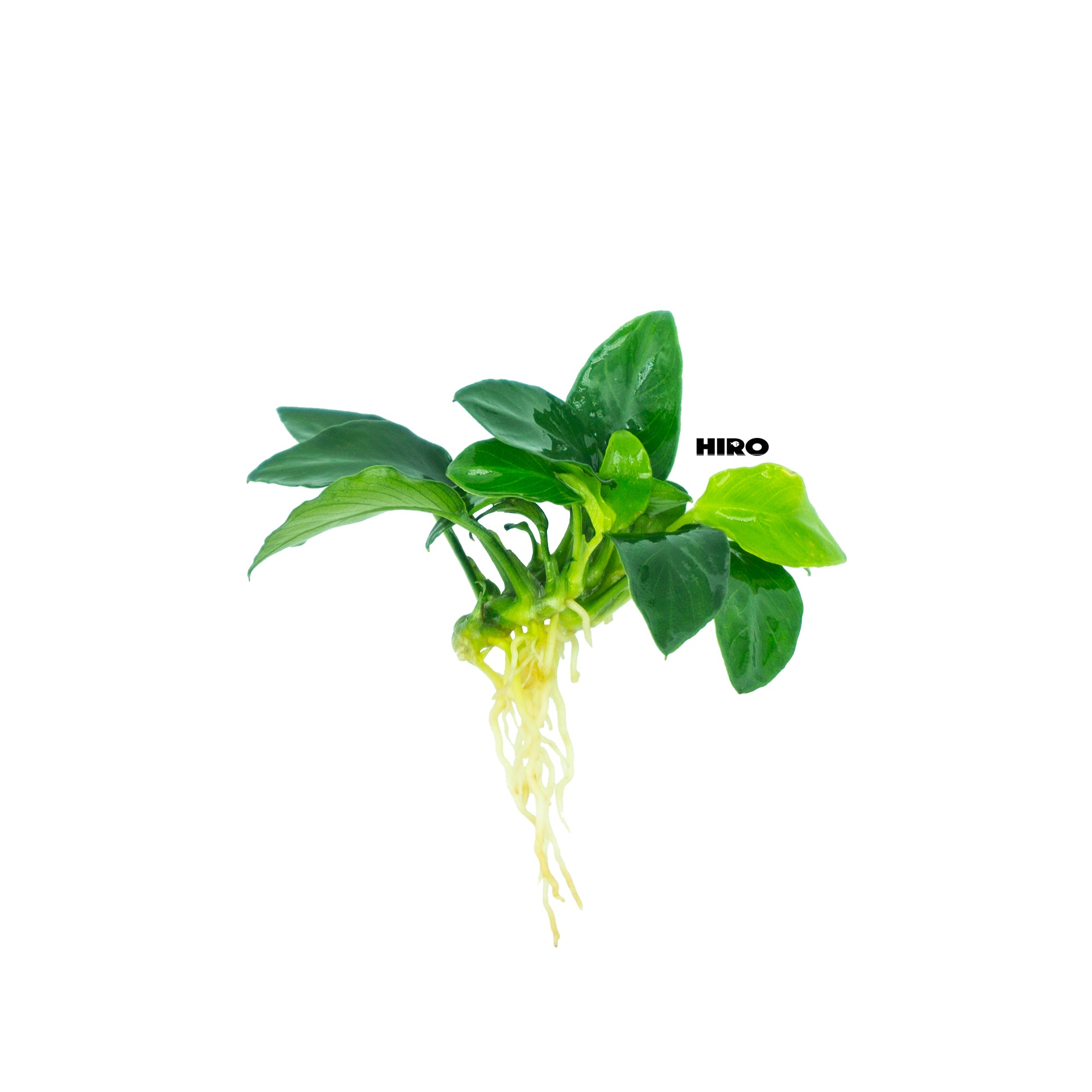 Anubias Nano 