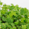 Hydrocotyle Tripartita, Carpeting Aquatic Plants, Foreground Green Plant