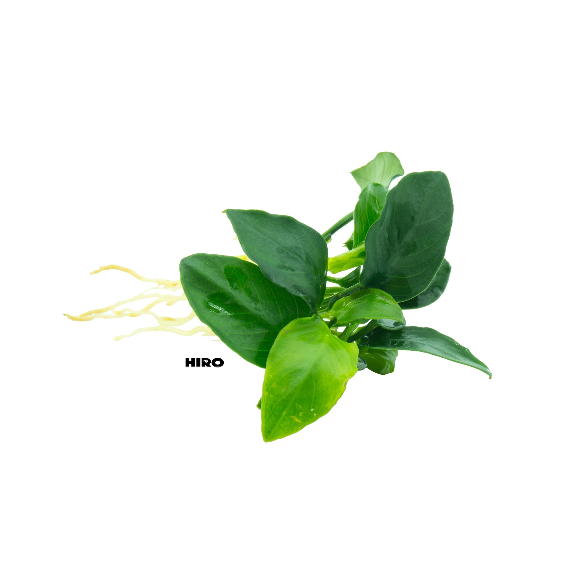 Anubias Nano 