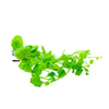 Cardamine Lyrata sp Vitnem, Japanese Cress, Chinese Ivy, Aquatic Plants, Terrarium Plants