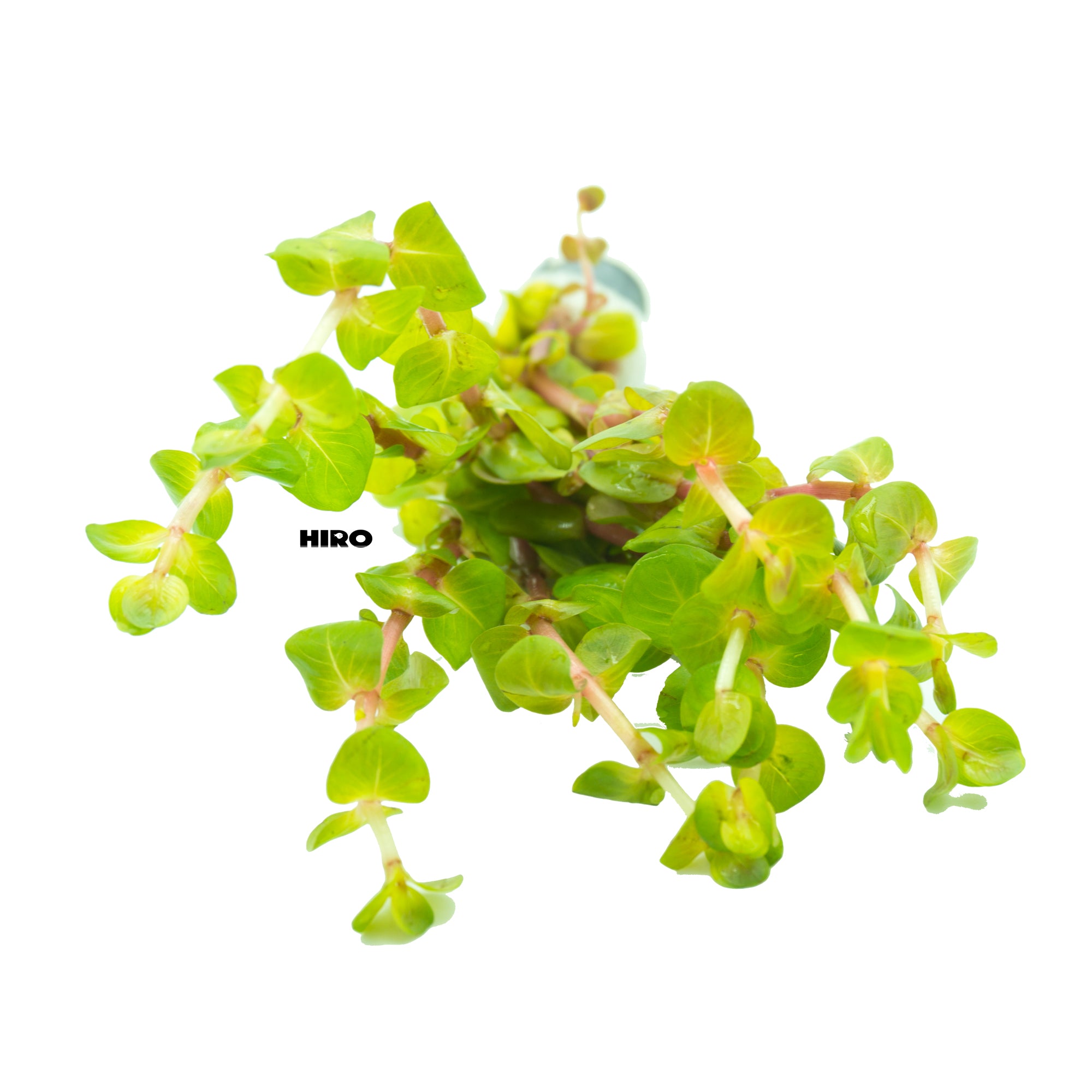 Rotala Rotundifolia Red, Aquatic plant, Background Plant