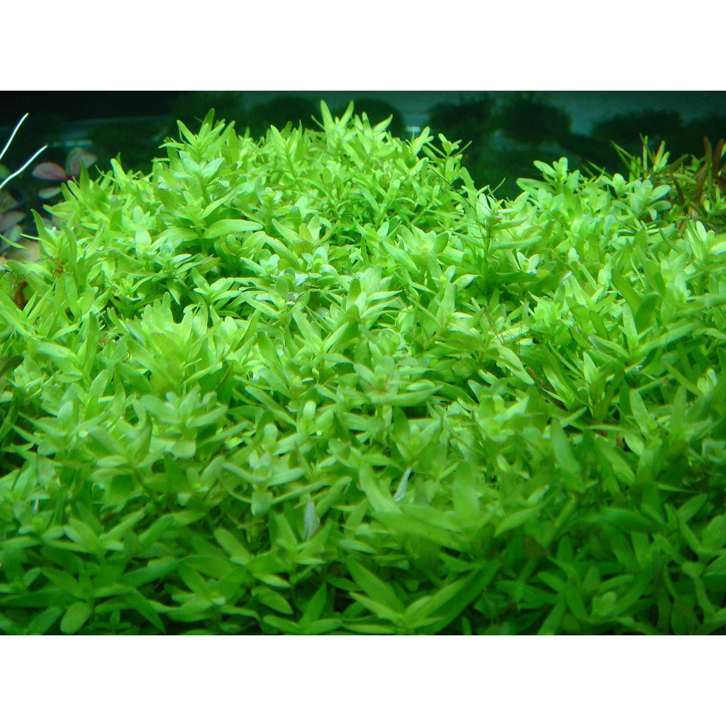 Green Rotala / Rotala Rotundifolia / Mid-Background Aquatic Plants