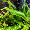 Java Fern, Microsorum pteropus, Green Aquatic Plants for beginners, Mid to Background Plants