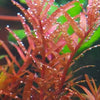 Rotala Rotundifolia Red, Aquatic plant, Background Plant