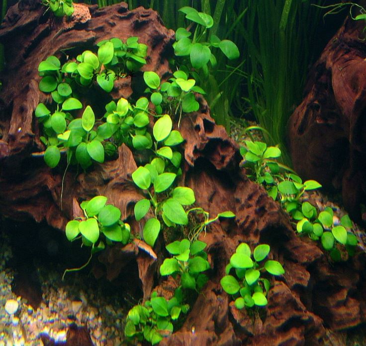 Anubias Nano 