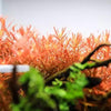 Rotala Rotundifolia Red, Aquatic plant, Background Plant
