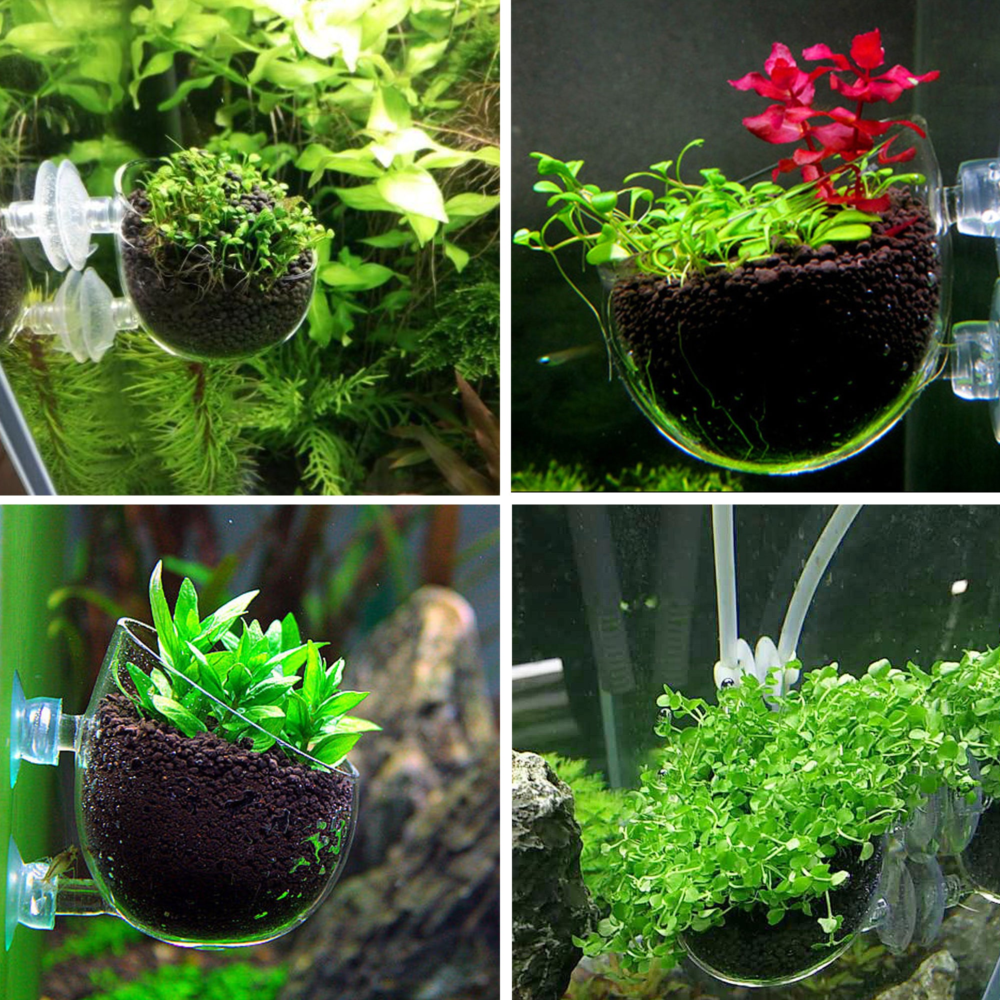 Crystal Glass Aquatic Cup Pot for Fish Tank Aquarium
