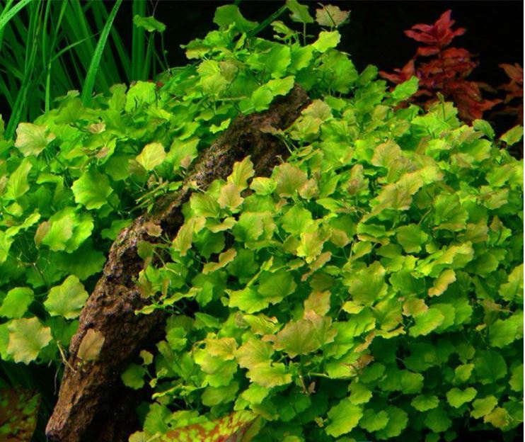 Cardamine Sp Cardamine Lyrata sp Vitnem, Japanese Cress, Chinese Ivy, Aquatic Plant ...