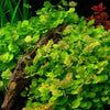 Cardamine Lyrata sp Vitnem, Japanese Cress, Chinese Ivy, Aquatic Plants, Terrarium Plants