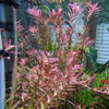 Rotala 'Vietnam H'ra', Mid to Background Plants