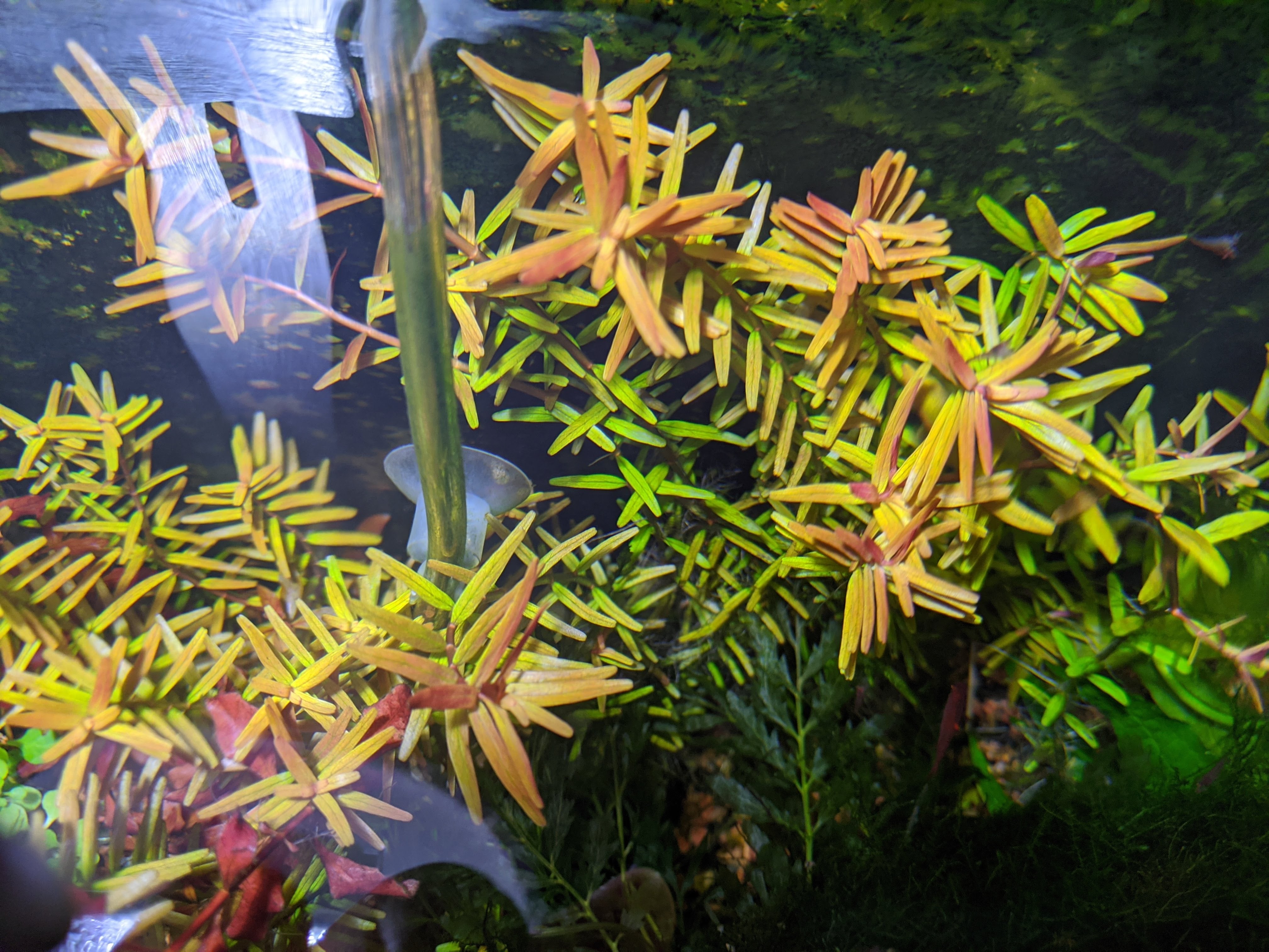 Rotala 'Vietnam H'ra', Mid to Background Plants