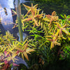 Rotala 'Vietnam H'ra', Mid to Background Plants