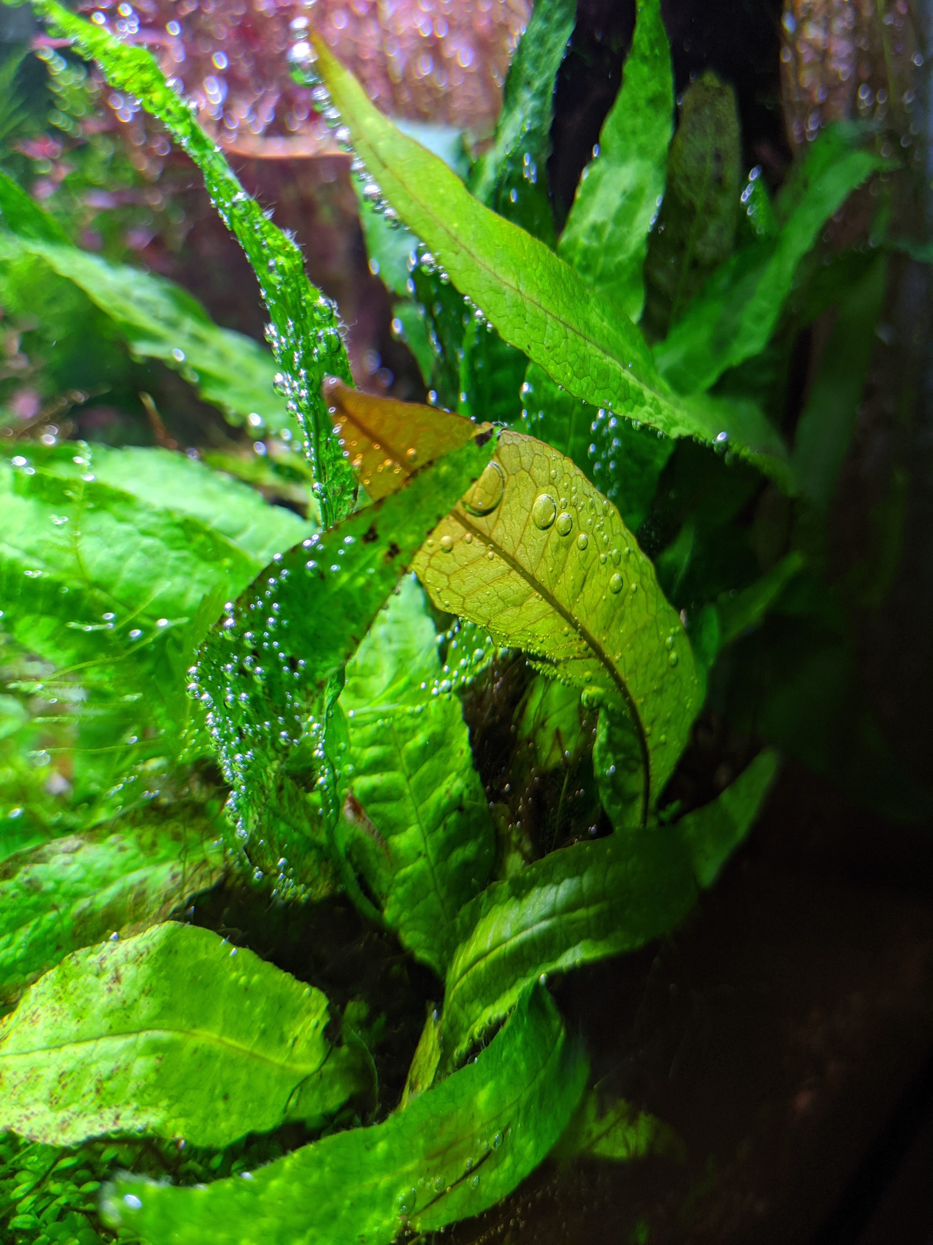 Java Fern, Microsorum pteropus, Green Aquatic Plants for beginners, Mid to Background Plants