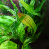 Java Fern, Microsorum pteropus, Green Aquatic Plants for beginners, Mid to Background Plants