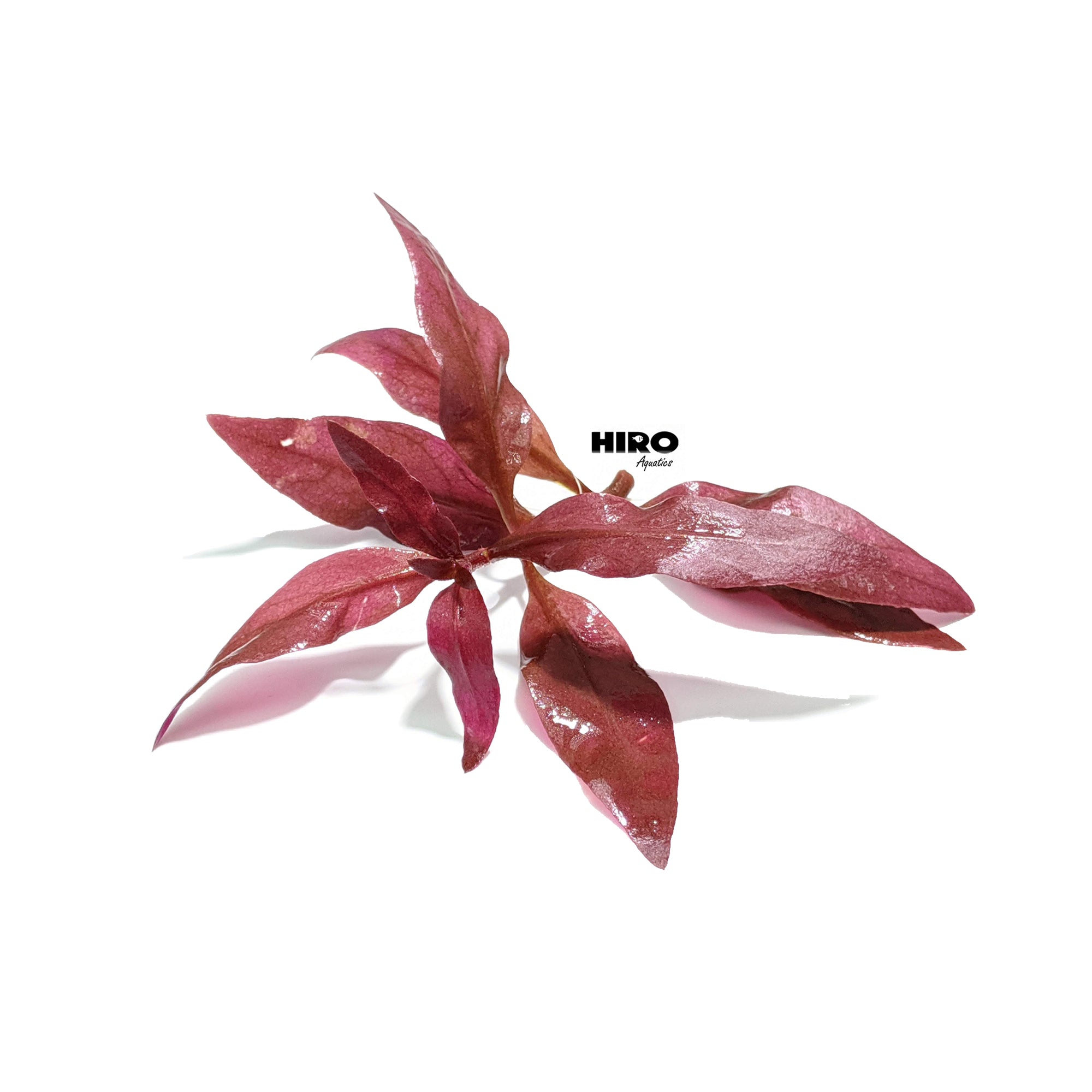 3 Stems of Alternanthera Reineckii Mini Red Carpet Live Aquarium Plant