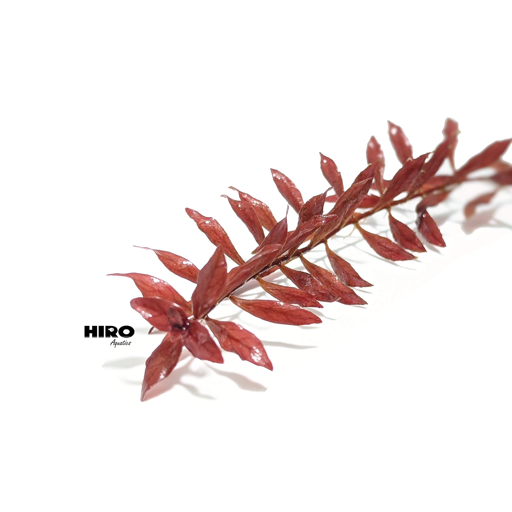 Red Ludwigia Palustris, Aquarium Plants for beginner, Red Freshwater Plant