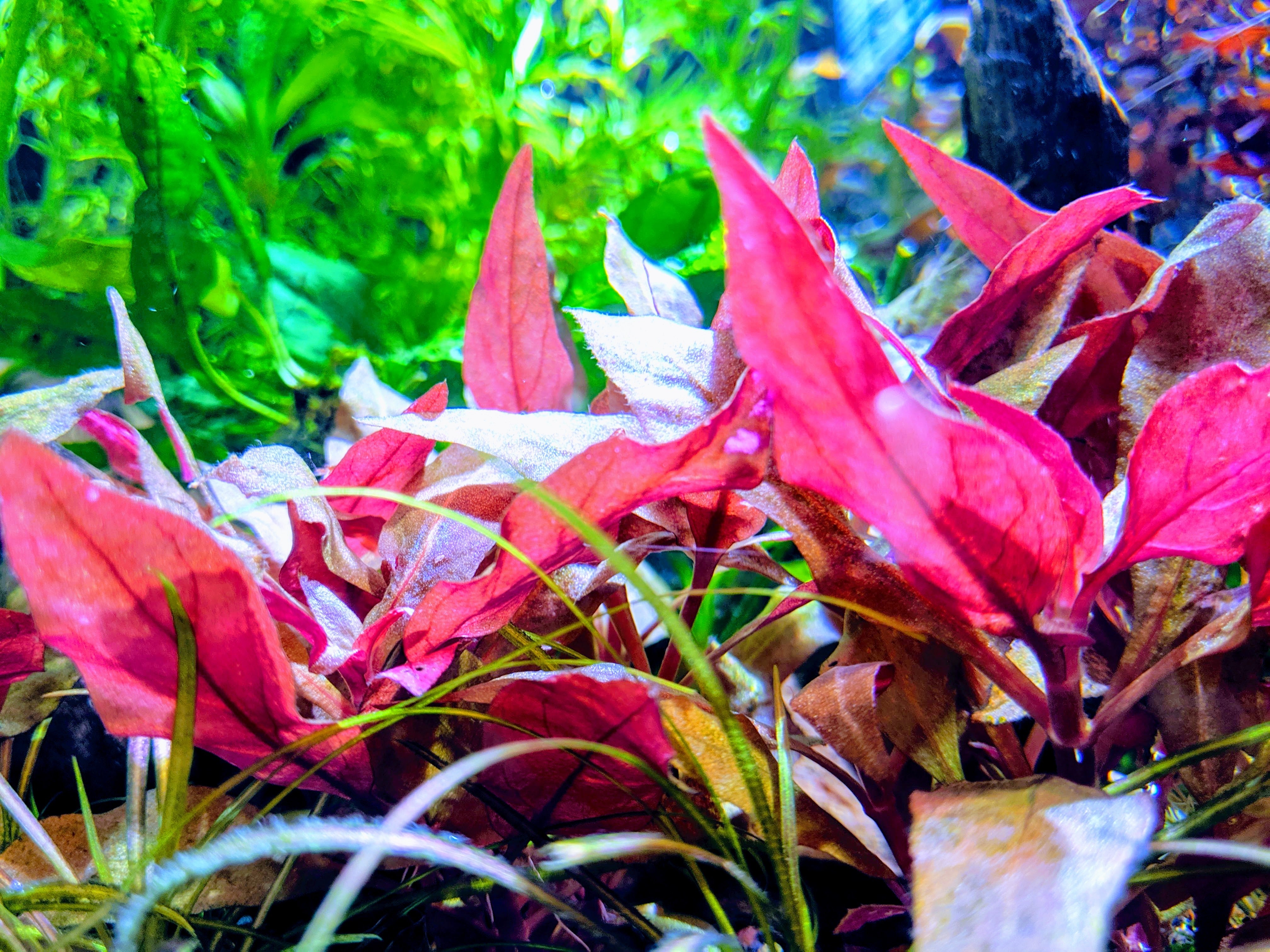 3 Stems of Alternanthera Reineckii Mini Red Carpet Live Aquarium Plant