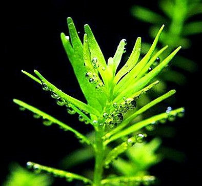 Green Rotala / Rotala Rotundifolia / Mid-Background Aquatic Plants