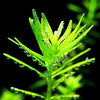 Green Rotala / Rotala Rotundifolia / Mid-Background Aquatic Plants