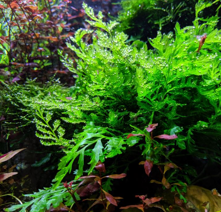 Live African Water Fern / Bolbitis heudelotii, Aquarium Plants