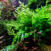 Live African Water Fern / Bolbitis heudelotii, Aquarium Plants