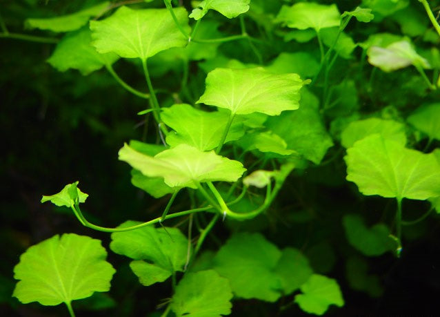 Cardamine Lyrata sp Vitnem, Japanese Cress, Chinese Ivy, Aquatic Plants, Terrarium Plants