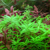 Green Rotala / Rotala Rotundifolia / Mid-Background Aquatic Plants