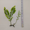 Live African Water Fern / Bolbitis heudelotii, Aquarium Plants