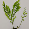 Live African Water Fern / Bolbitis heudelotii, Aquarium Plants