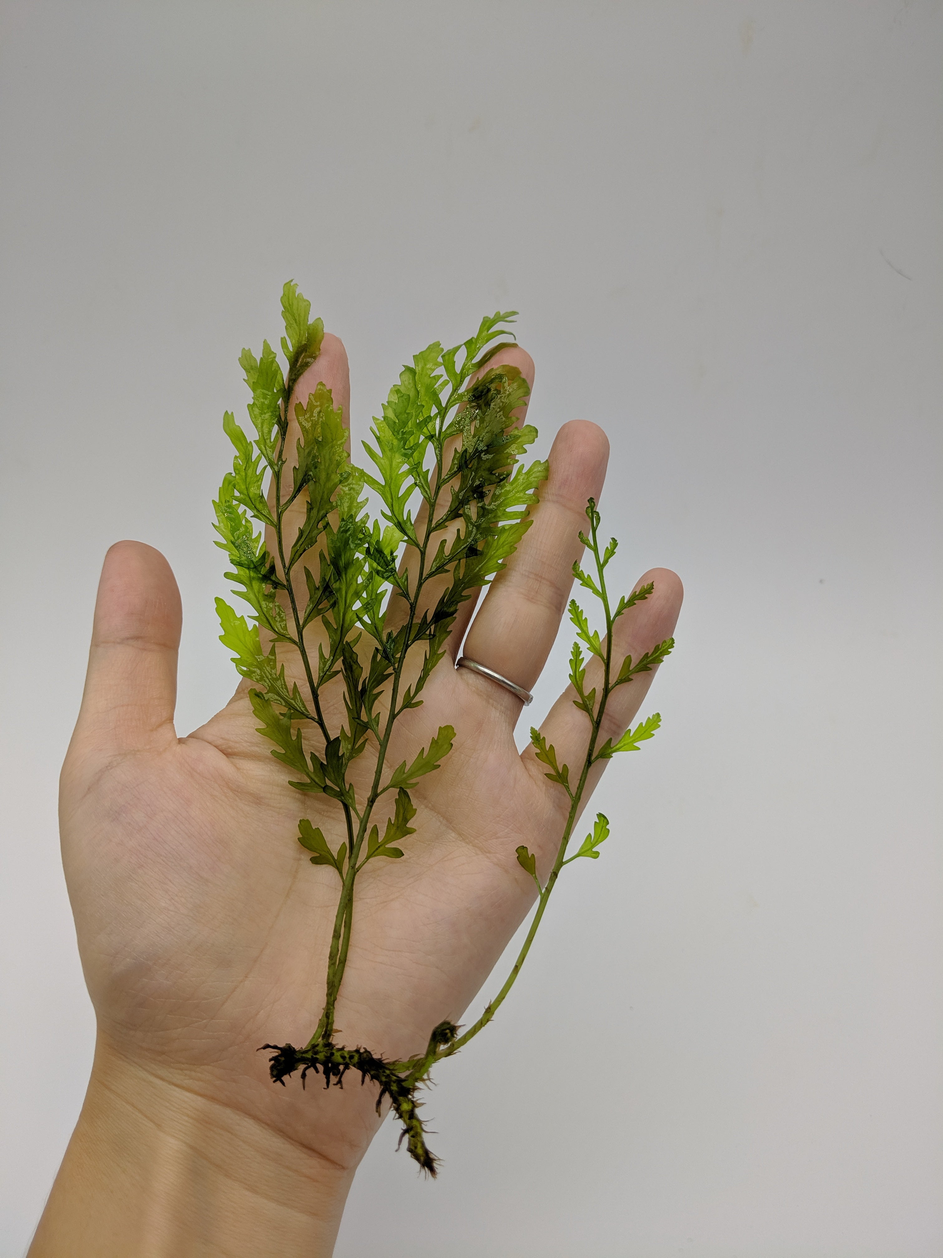 Live African Water Fern / Bolbitis heudelotii, Aquarium Plants