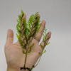 Live African Water Fern / Bolbitis heudelotii, Aquarium Plants