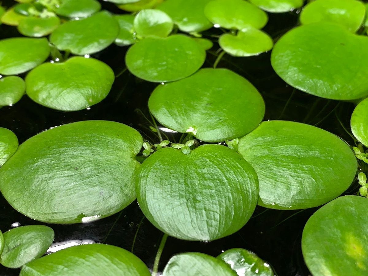 Large Amazon Frogbit, Limnobium laevigatum, Smooth Frogbit, Floating Plants