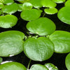 Large Amazon Frogbit, Limnobium laevigatum, Smooth Frogbit, Floating Plants