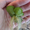 Large Amazon Frogbit, Limnobium laevigatum, Smooth Frogbit, Floating Plants