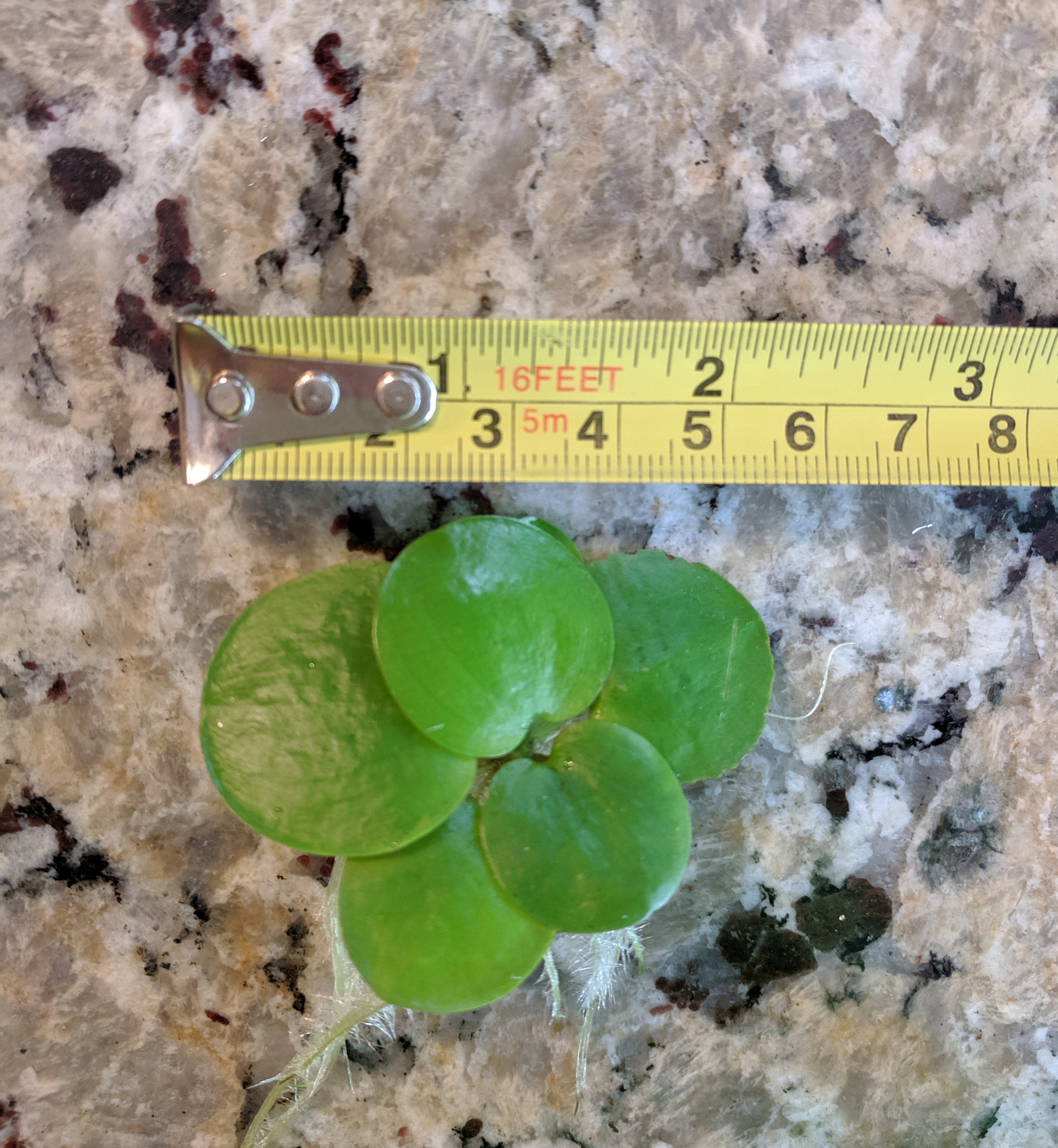 Large Amazon Frogbit, Limnobium laevigatum, Smooth Frogbit, Floating Plants