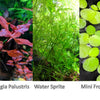 13 stems, 3 species live aquarium plants. Red Ludwigia+Water Sprite+Mini frogbit