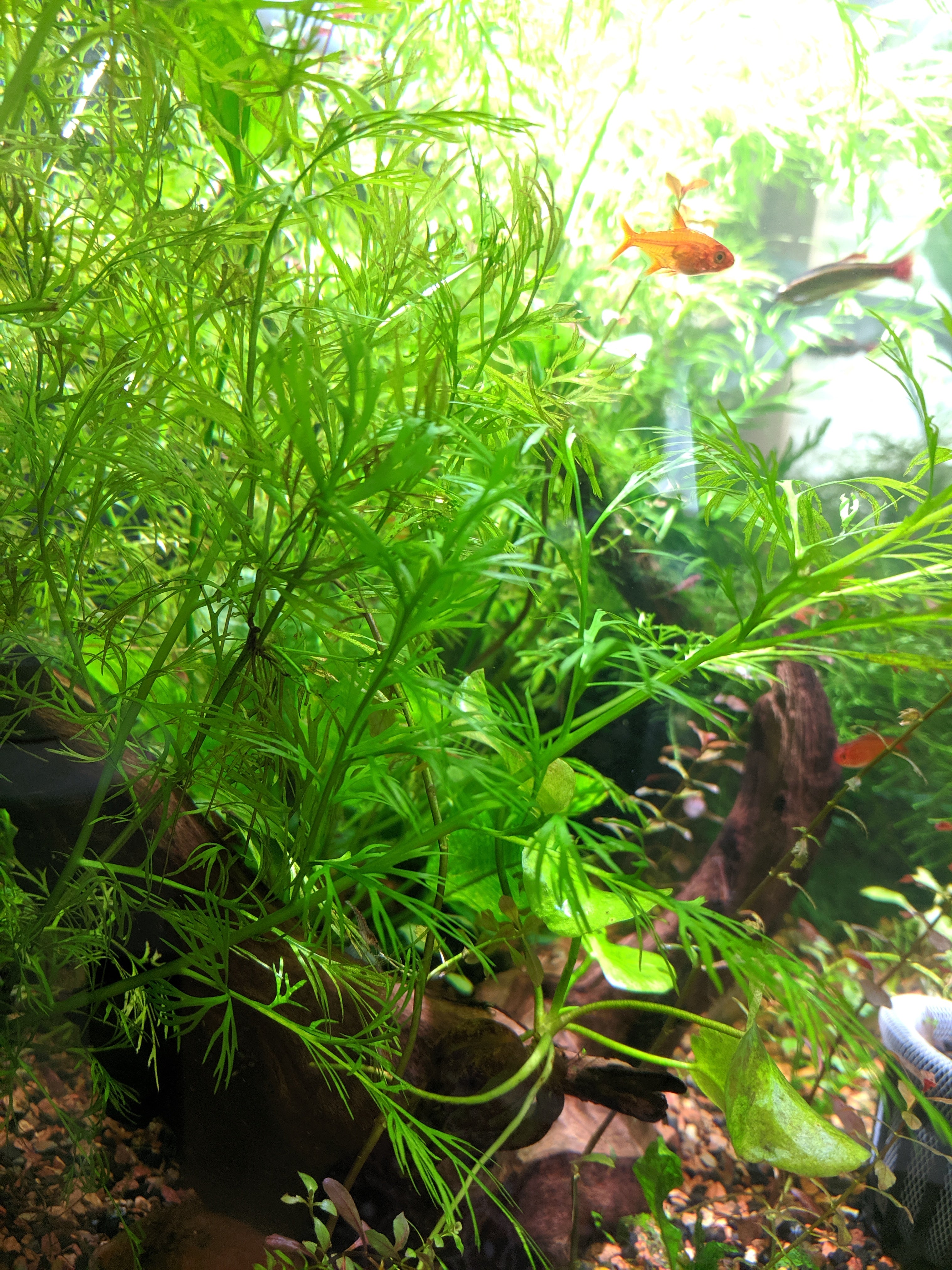 13 stems, 3 species live aquarium plants. Red Ludwigia+Water Sprite+Mini frogbit