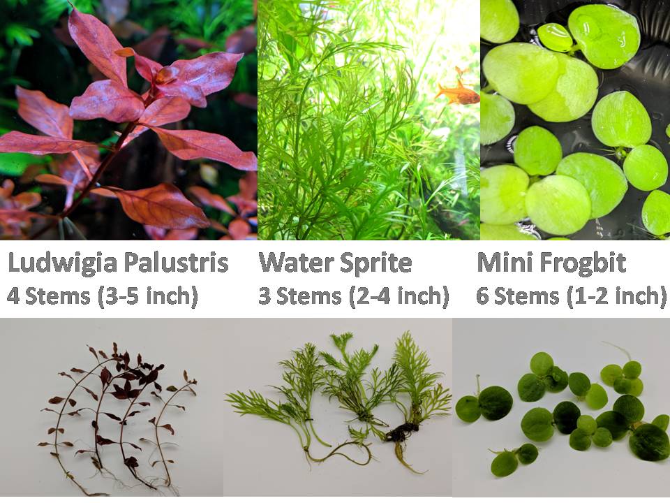 13 stems, 3 species live aquarium plants. Red Ludwigia+Water Sprite+Mini frogbit