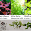 13 stems, 3 species live aquarium plants. Red Ludwigia+Water Sprite+Mini frogbit