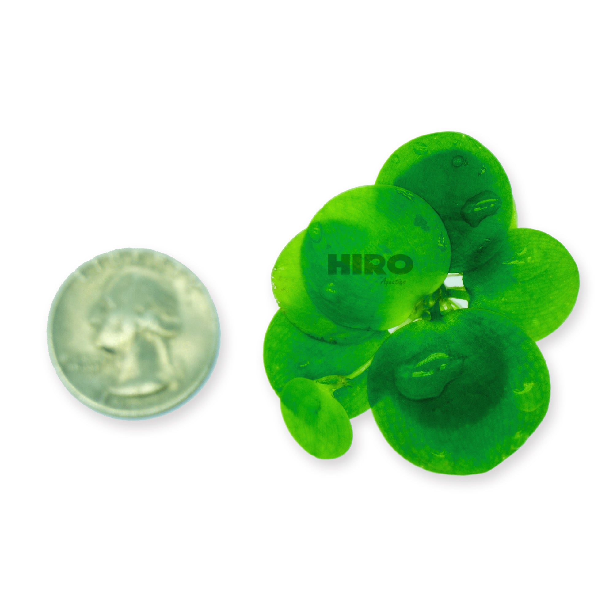 Amazon Frogbit, Limnobium laevigatum, Smooth Frogbit, Floating Plants ...