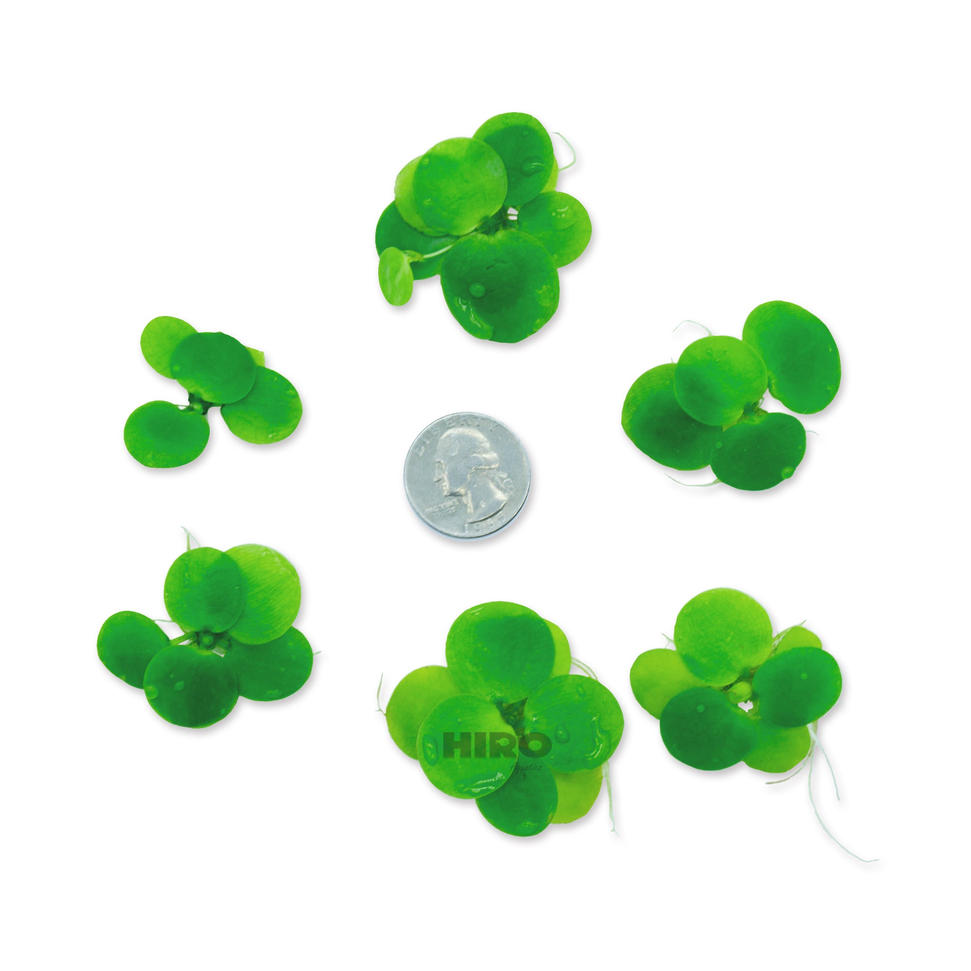 Amazon Frogbit, Limnobium laevigatum, Smooth Frogbit, Floating Plants ...