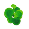 Amazon Frogbit, Limnobium laevigatum, Smooth Frogbit, Floating Plants