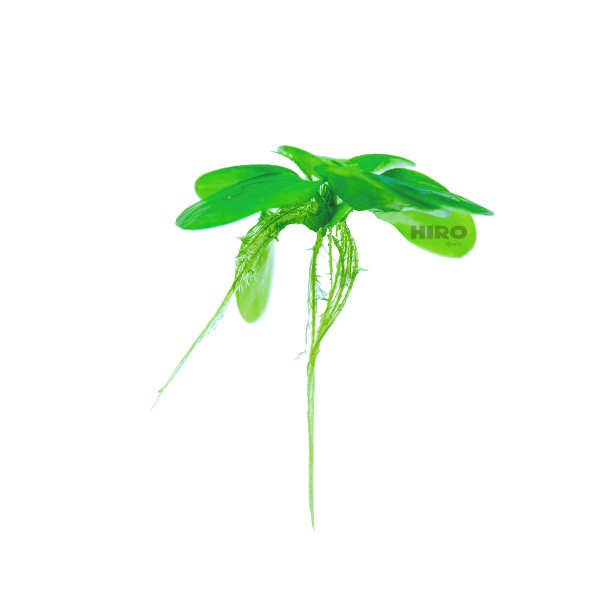 Amazon Frogbit, Limnobium laevigatum, Smooth Frogbit, Floating Plants